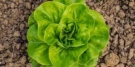 Imagen principal de How to grow salad all year round