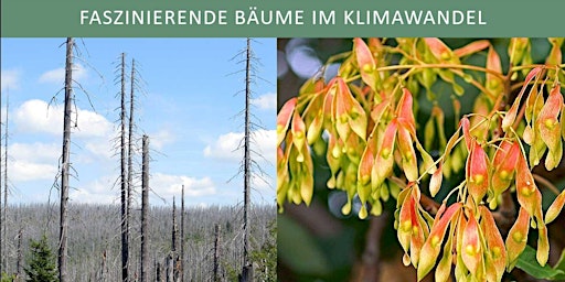 Hauptbild für Faszinierende Bäume im Klimawandel