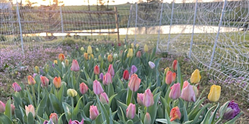 Imagem principal de Tulip Class