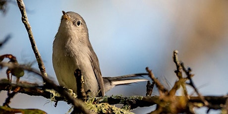 Sunday Bird Hike primary image