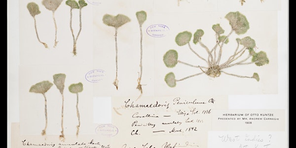New York Botanical Garden Herbarium Tour