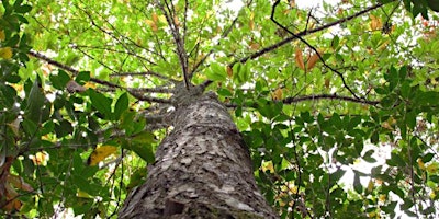 GA Chapter of The American Chestnut Foundation 2024 Annual Meeting  primärbild