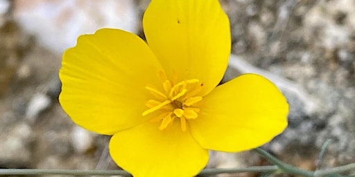 Wildflower Nature Walk - 9:20am primary image