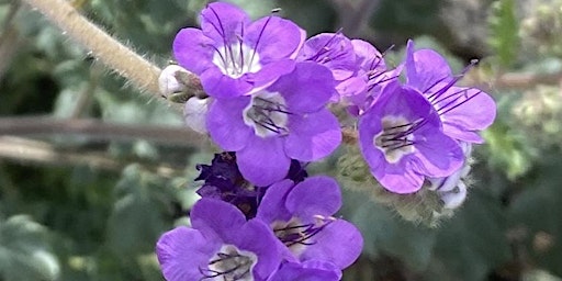 Imagem principal do evento Wildflower Nature Walk - 9:40am