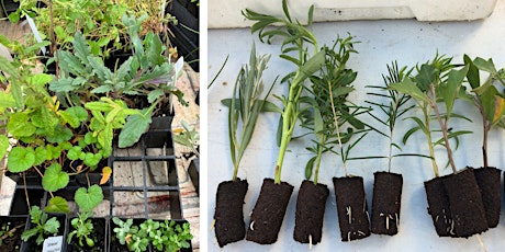 Understorey Info Session & Native Plant Propagation Workshop