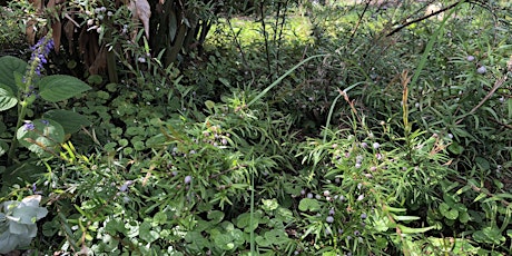 Hauptbild für Using Native Edibles in Cooking