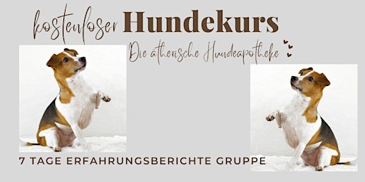 Die natürliche Hausapotheke für Deinen Hund - Das gehört unbedingt hinein  primärbild