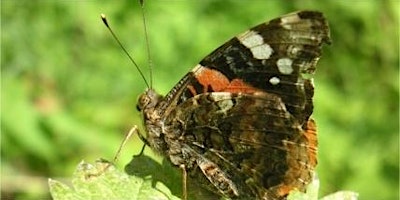 Imagem principal do evento Join us in the Big Butterfly Count along the River Crane