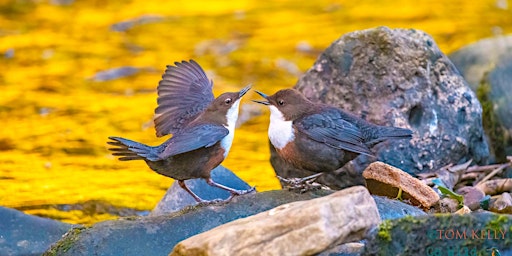 Hauptbild für Bird life of the Dells - Adult Guided Walk