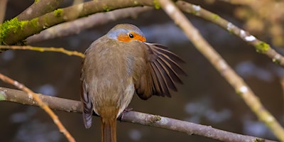 Dawn Chorus in The Glen primary image