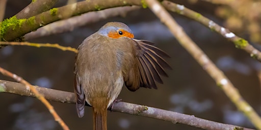 Imagem principal do evento Dawn Chorus in The Glen