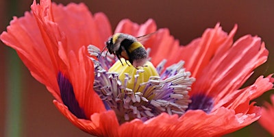 Hauptbild für Bees for beginners (Wilder Community)