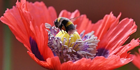 Bees for beginners (Wilder Community)