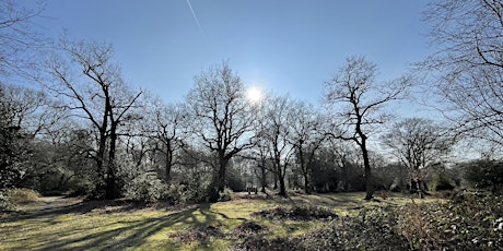 Forest Bathing