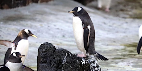 Tea and Talks: Penguins primary image