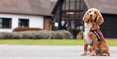 Hearing Dogs Walking Tour - 30/04/2024 primary image