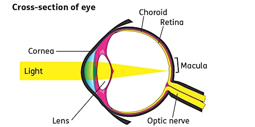 Hauptbild für Kingsbury Coffee Morning: Your Sight Matters