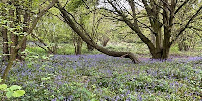 Imagen principal de Enjoying the Springtime Bluebells on the Warley Circular