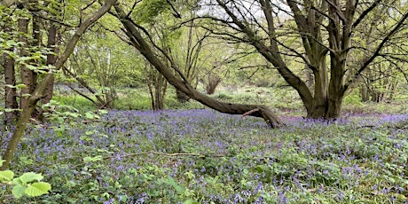 Enjoying the Springtime Bluebells on the Warley Circular