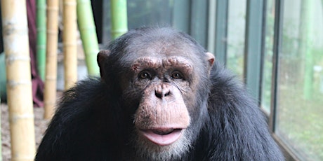 Imagen principal de 2024 Chimpanzee SAFE Gala