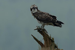 Primaire afbeelding van Bird spotting on Gors Maen Llwyd