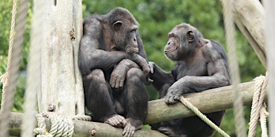 Tea and Talks: Primates primary image