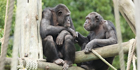 Tea and Talks: Primates  primärbild