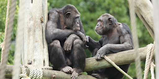 Hauptbild für Tea and Talks: Primates