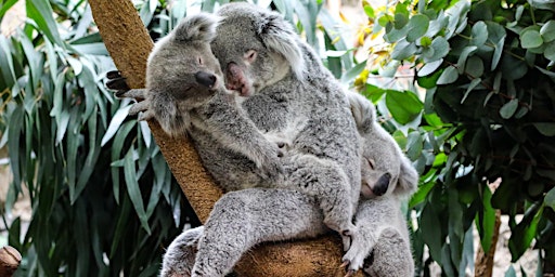 Tea and Talks: Koalas, Wallabies and Roos  primärbild