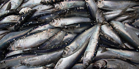 MSC Species Sourcing Sessions: Certified herring supply beyond 2024