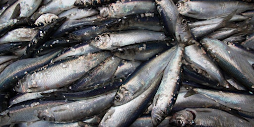 MSC Species Sourcing Sessions: Certified herring supply beyond 2024  primärbild