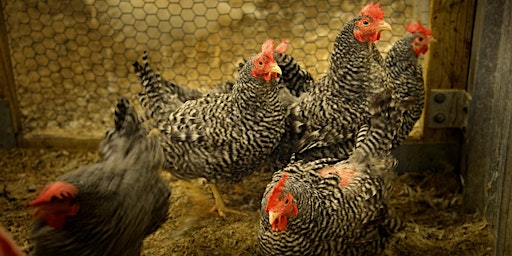 Hauptbild für Backyard Poultry