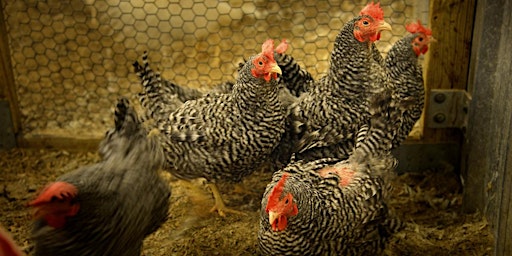 Primaire afbeelding van Backyard Poultry