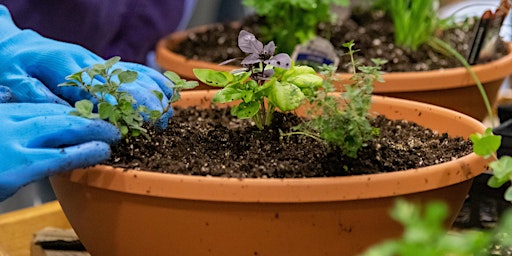 Immagine principale di Herb Bowl or Salad Bowl Workshop 