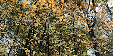 Forest Bathing Event - Unwind in the Woods