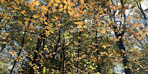 Hauptbild für Forest Bathing Event - Unwind in the Woods