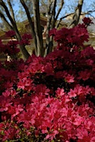 Image principale de Rooting Native Azaleas