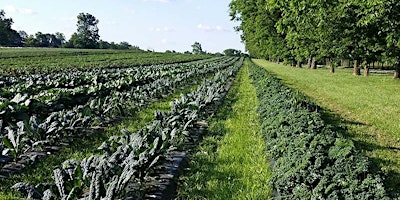 Imagem principal de Nourishment: The Beauty of Organic Farming