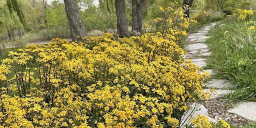 Image principale de Native Plant Landscaping, Open Yards & Forests to Mi Faucet Tree Seedlings