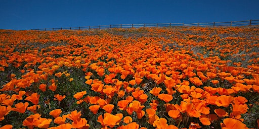 HHSCV AND HBSCV: Antelope Poppy Reserve primary image