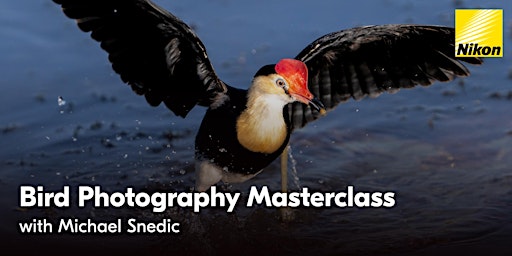 Bird Photography Masterclass with Michael Snedic primary image