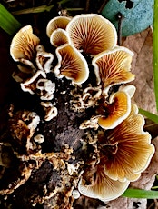 Befriending Fungi – A Mushroom Walk with Aaron Tupac (March) primary image