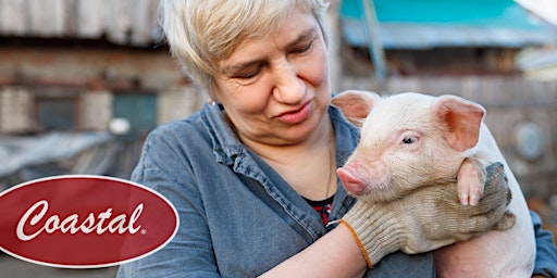 Pigs Interact With People Just Like Dogs, But They Don't Need Us To Solve T primary image