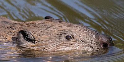 Imagen principal de Cornwall Beaver Project Guided Walk - Individuals and Families