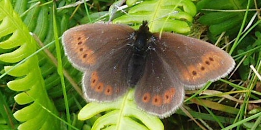 Primaire afbeelding van Butterflies and Moths of the Mountain