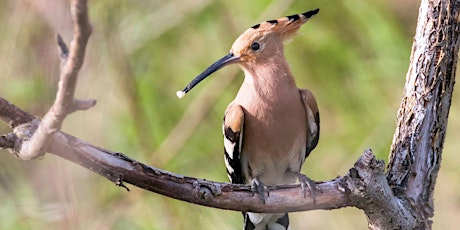 LE VERGER, ÉCRIN DE BIODIVERSITÉ