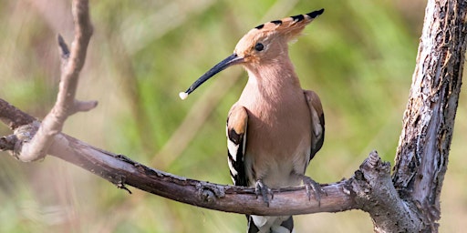 Image principale de LE VERGER, ÉCRIN DE BIODIVERSITÉ