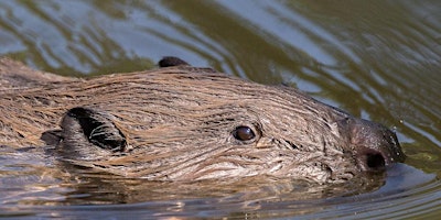 Cornwall Beaver Project Guided Walk - Individuals and Families primary image