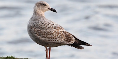 Birds of the Tyne, including nesting kittiwakes  primärbild