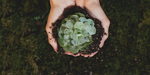 Succulent Planting Workshop primary image